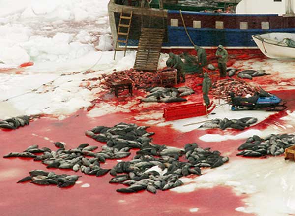 focas canada caza matanza